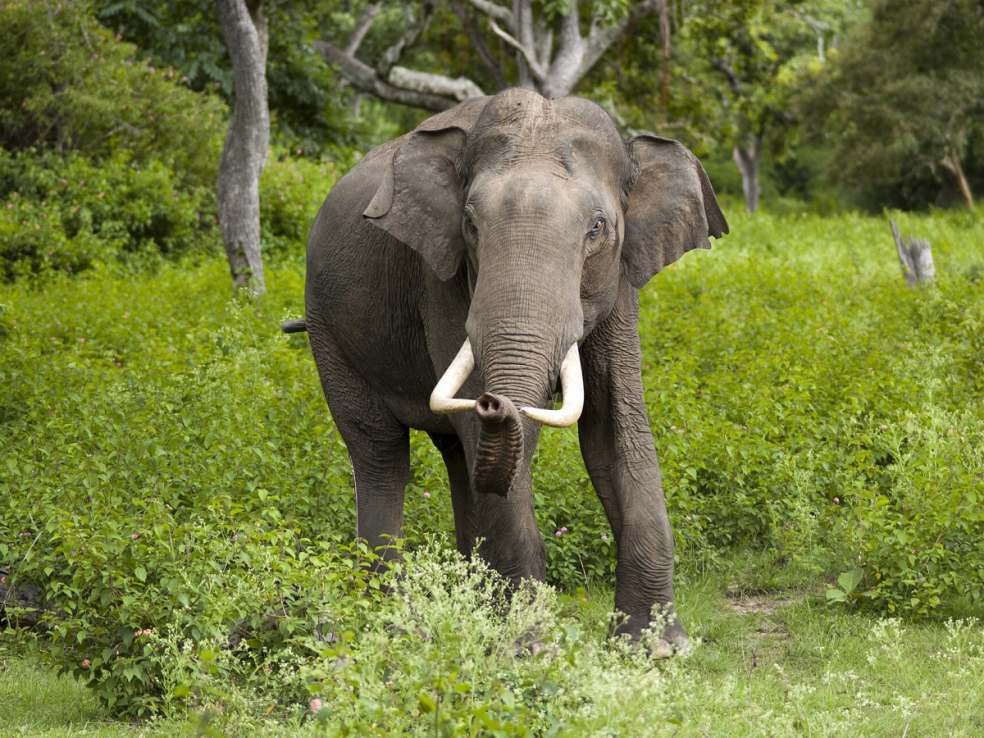 Bandipur elephant, Bandipur
