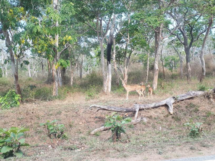 Bandipur deer, Bandipur