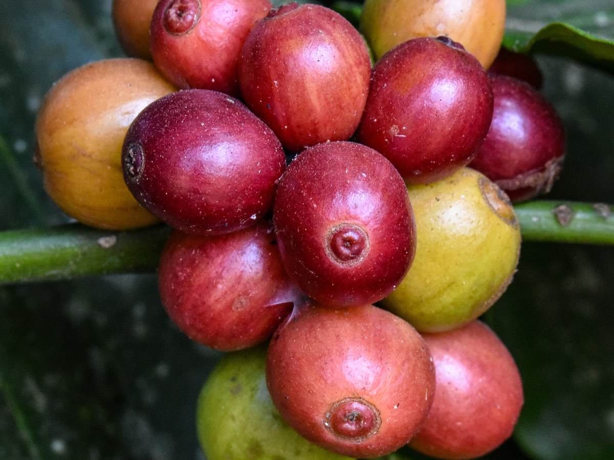 Coffee plantation Kodagu, Coorg