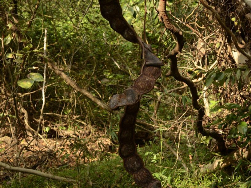 Dandeli Wildlife Sanctuary, Dandeli