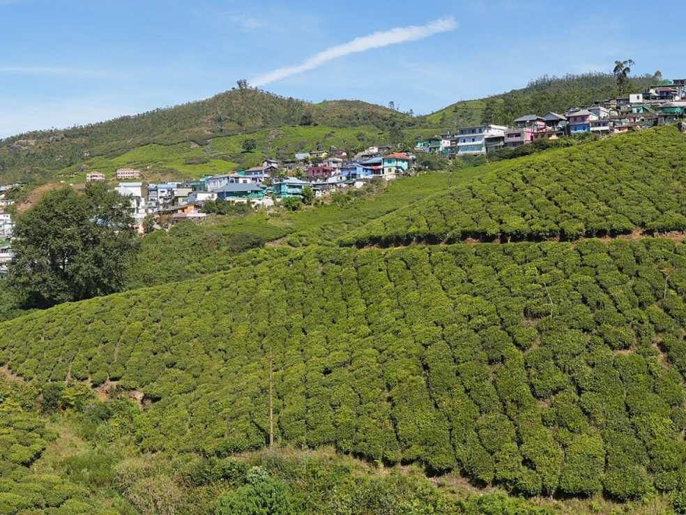 Munnar tea plantation, Munnar
