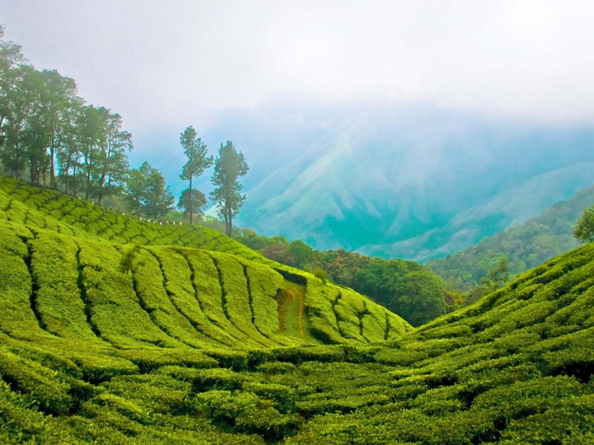 Top Station Munnar, Munnar