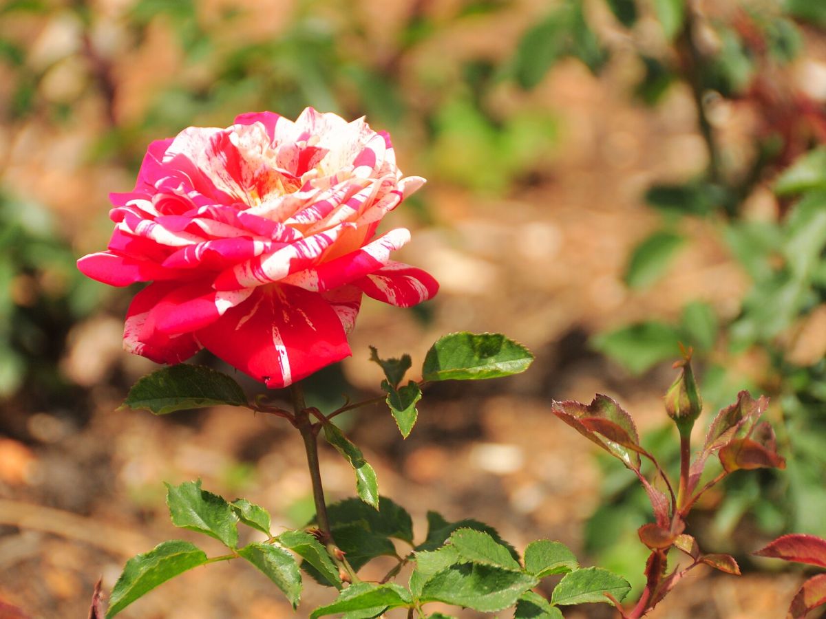 Rose Garden Ooty, Ooty