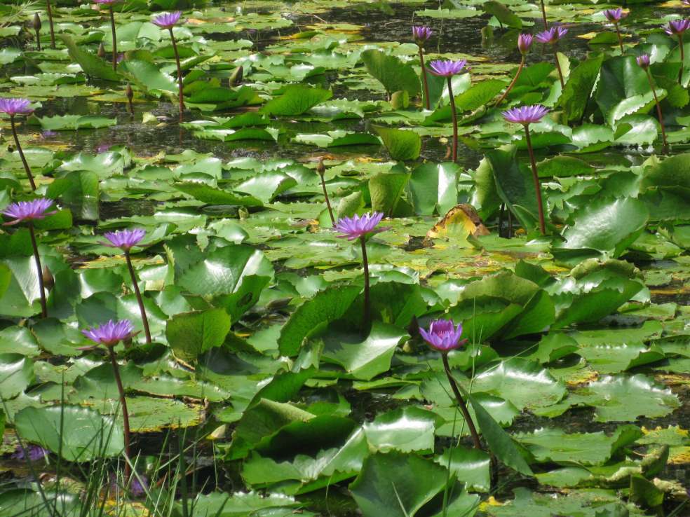 Pookode Lake, Wayanad