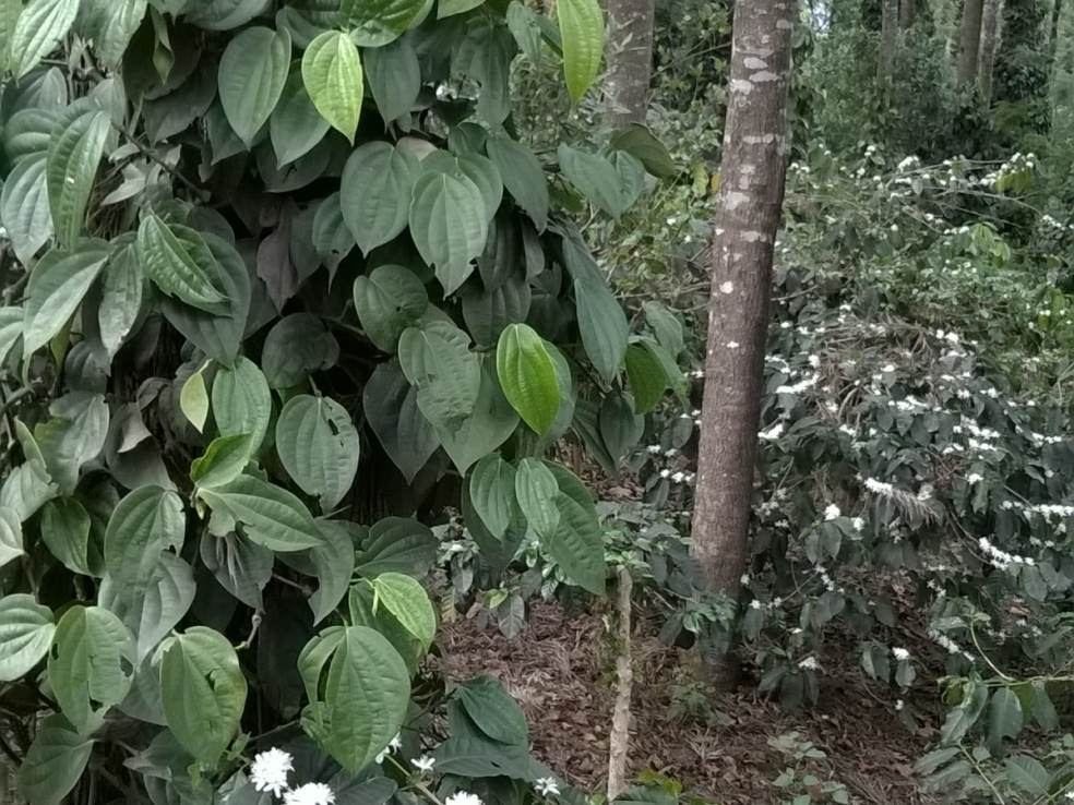 Yercaud coffee plantation, Yercaud